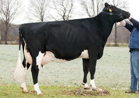 Barendonk Apina Massia 102 RDC Barendonk Apina Massia 102 RDC