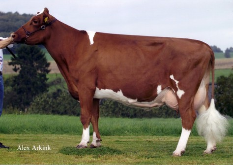 Barendonk Apina Massia 21 Barendonk Apina Massia 21