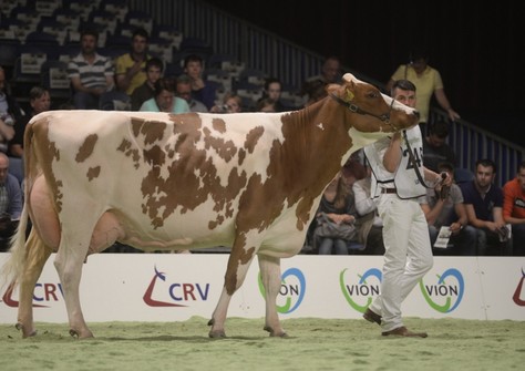 Barendonk Brasilera 12, NRM 2014 image