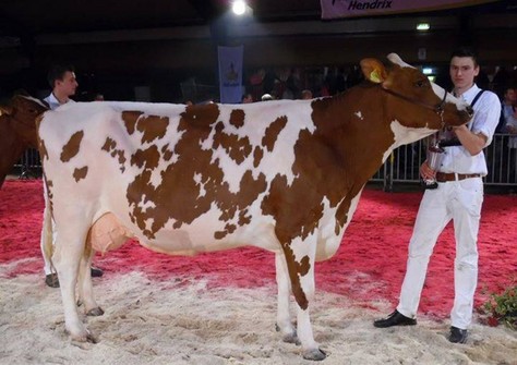 Barendonk Brasilera 12, Midsummer Dairy Show 2014 image