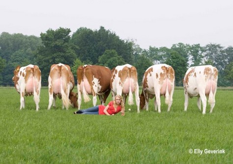 Barendonk Wilma 195,198, 200, 196, 199 & 208 (Classic) Barendonk Wilma 195,198, 200, 196, 199 & 208 (Classic)