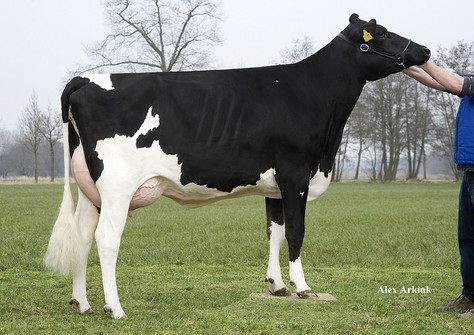 BARENDONK WILMA 300 VG-89