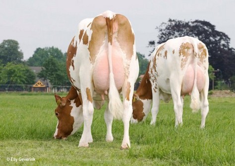 Barendonk Wilma 195 en 208 Barendonk Wilma 195 en 208