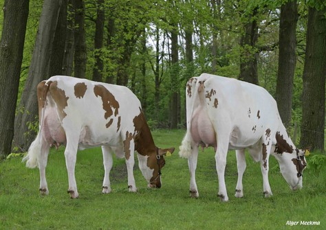 Barendonk Wilma 231 en 232 Barendonk Wilma 231 en 232